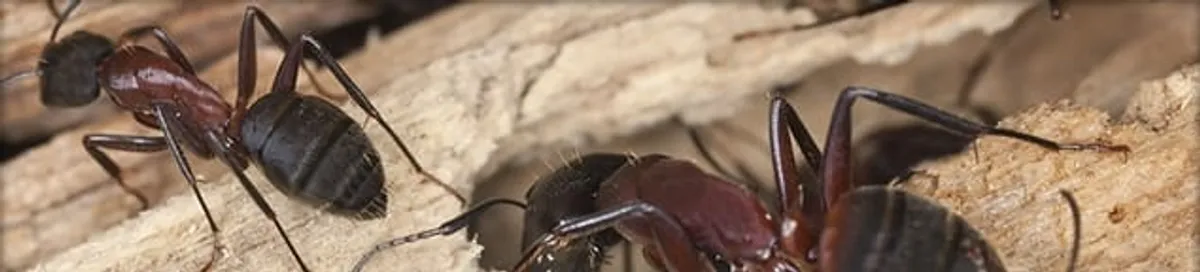 Close-up of ants on wood showing an active ant infestation in Des Moines, IA