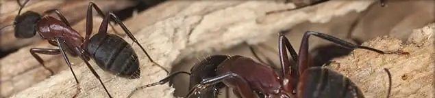 Close-up of ants on wood showing an active ant infestation in Des Moines, IA