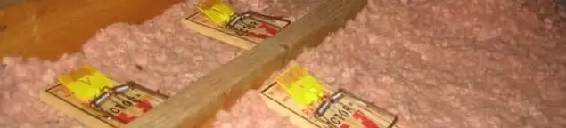 Mouse traps placed in an attic for rodent control in Des Moines, IA
