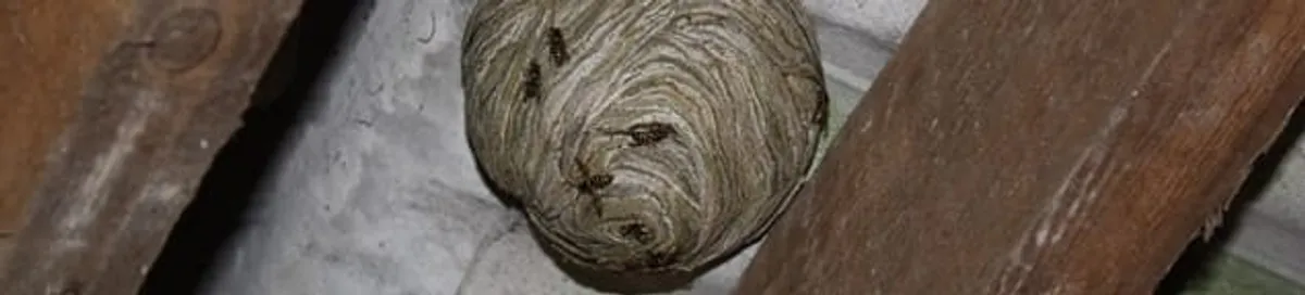 Wasp nest in an attic space, a common home infestation risk in Des Moines, IA