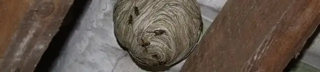 Wasp nest in an attic space, a common home infestation risk in Des Moines, IA