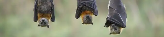 Bats roosting together, a common sign of a bat infestation in Des Moines, IA