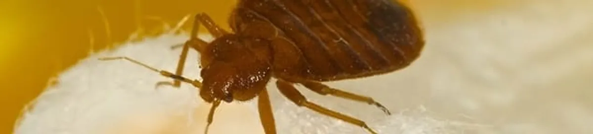 Close-up of a bed bug, a sign of an active infestation in Des Moines, IA