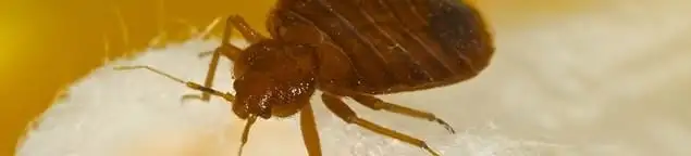 Close-up of a bed bug, a sign of an active infestation in Des Moines, IA