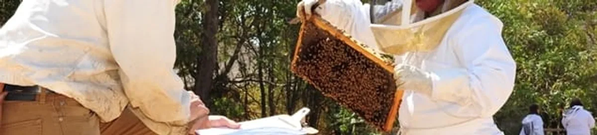 Bee removal specialists relocating a hive and honeycomb safely in Des Moines, IA