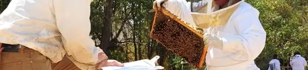 Bee removal specialists relocating a hive and honeycomb safely in Des Moines, IA