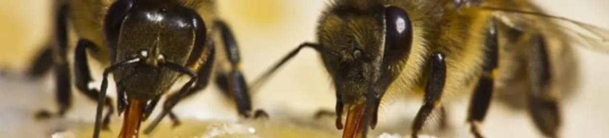 Close-up of honey bees, a sign of a nearby hive in Des Moines, IA