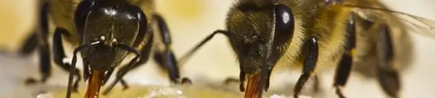 Close-up of honey bees, a sign of a nearby hive in Des Moines, IA