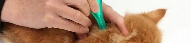 Flea treatment for pets using a flea comb, a sign of flea problems in Des Moines, IA