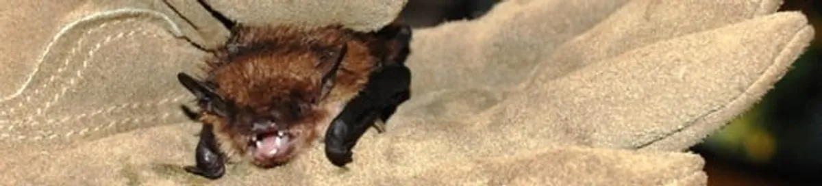 Bat removal specialist holding a bat safely during humane exclusion in Des Moines, IA