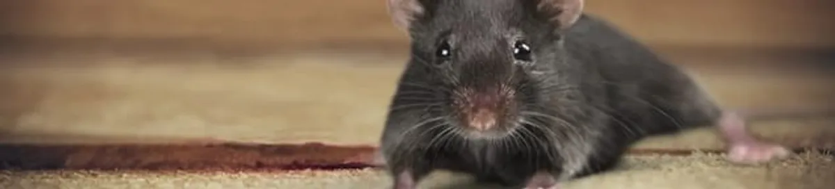 Mouse indoors, a common sign of a rodent infestation in Des Moines, IA