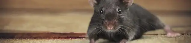 Mouse indoors, a common sign of a rodent infestation in Des Moines, IA