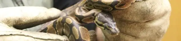 Snake removal specialist safely handling a snake with protective gloves in Des Moines, IA