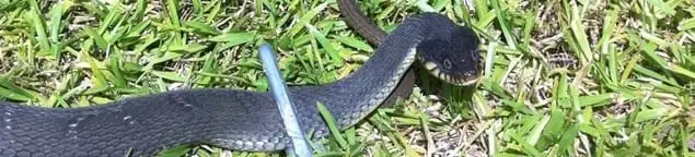 Snake in a yard, a common sign of a snake problem near a home in Des Moines, IA