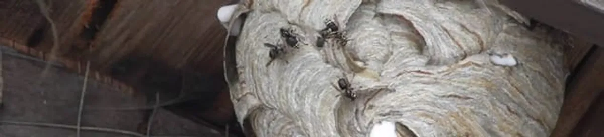 Close-up of a wasp nest with active wasps, a sign of an infestation in Des Moines, IA