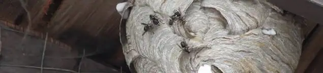 Close-up of a wasp nest with active wasps, a sign of an infestation in Des Moines, IA